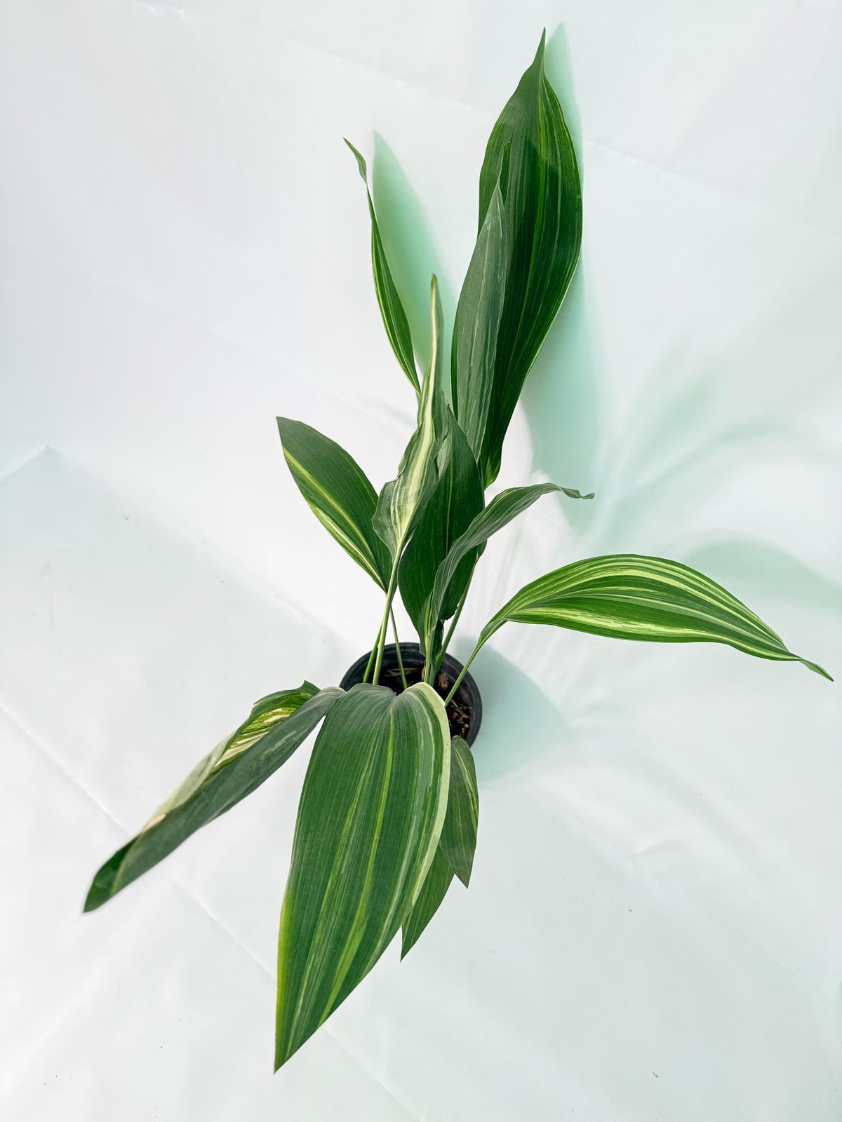 Aspidistra Elatior Variegata 03