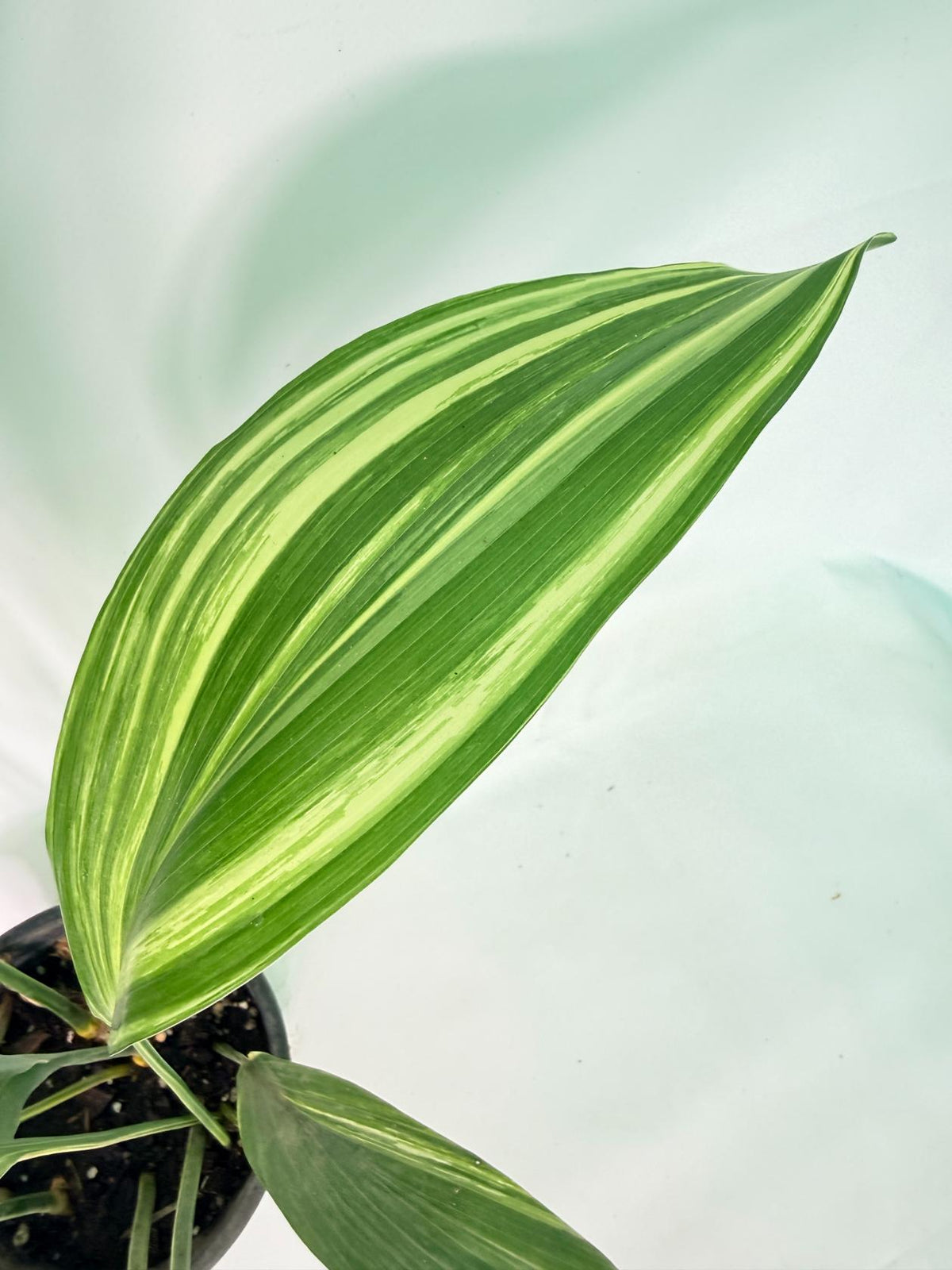 Aspidistra Elatior Variegata 04