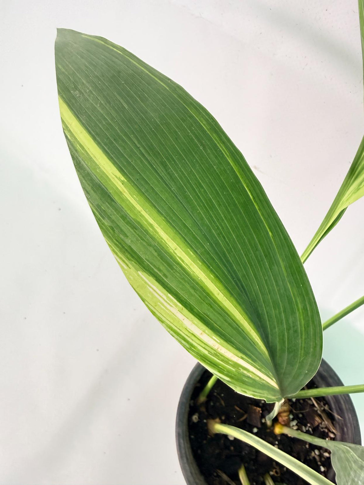 Aspidistra Elatior Variegata 05