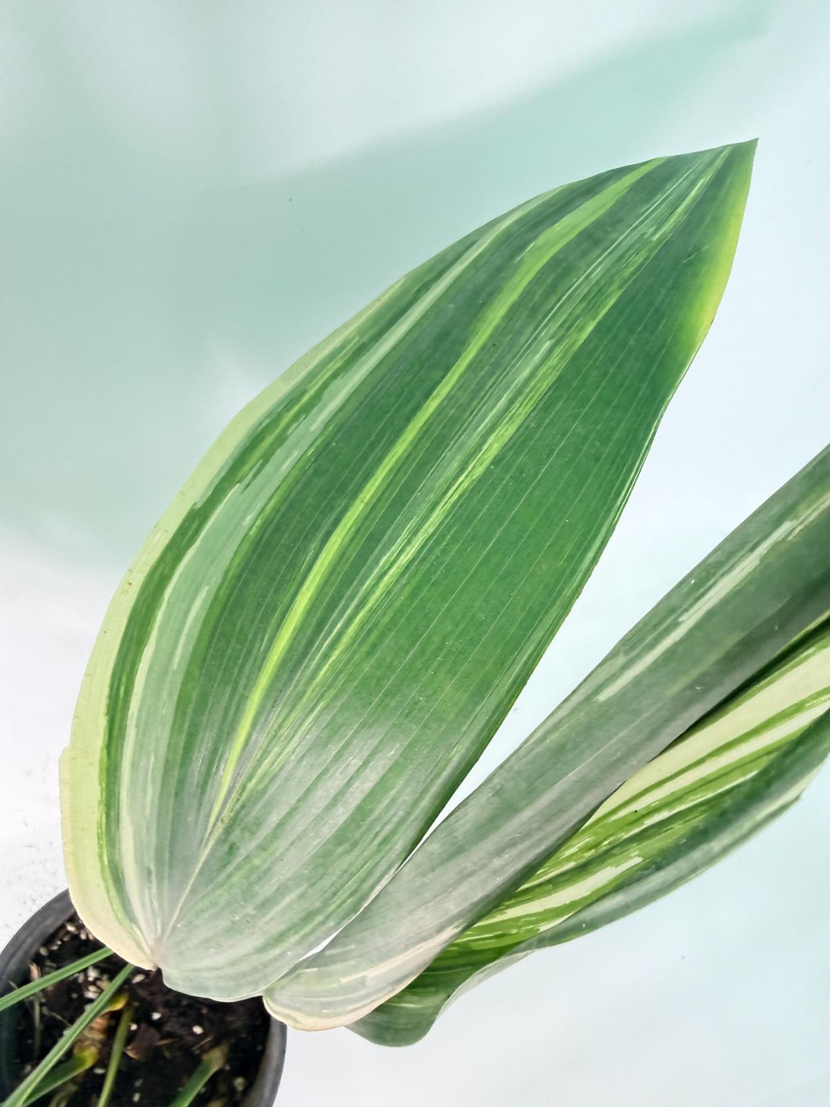 Aspidistra Elatior Variegata 06