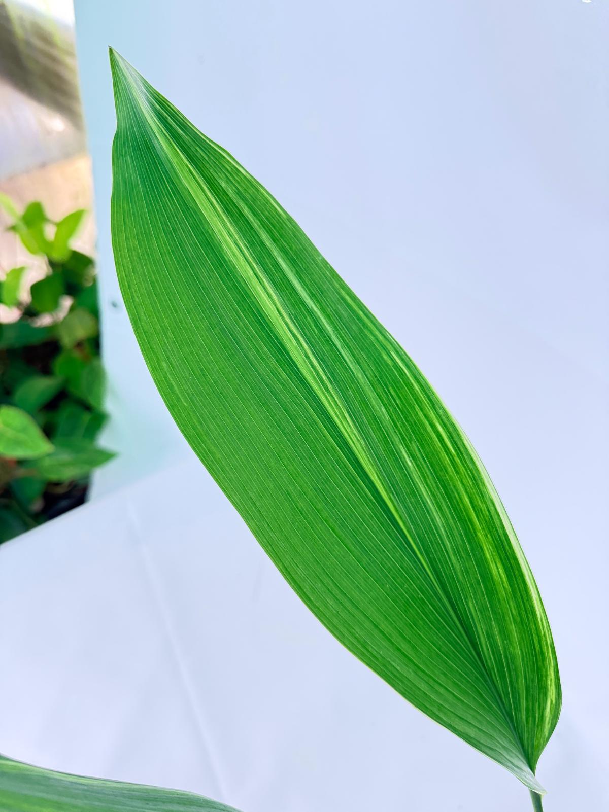 Aspidistra Elatior Variegata 07