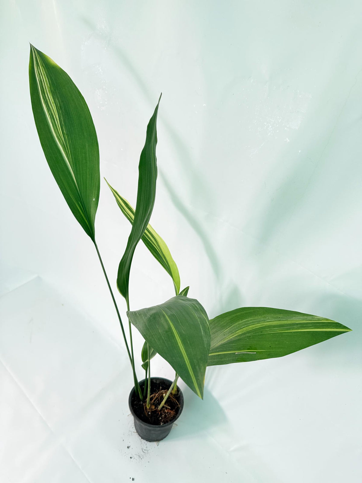 Aspidistra Elatior Variegata 08