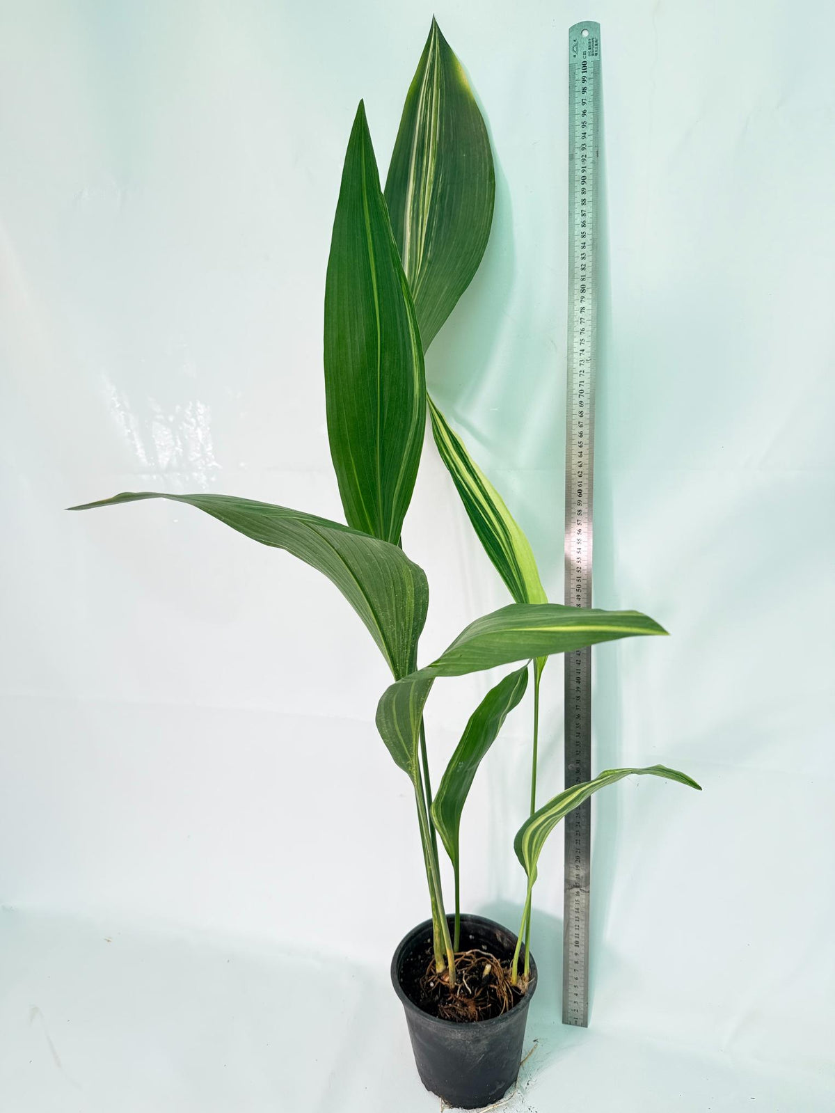 Aspidistra Elatior Variegata 09