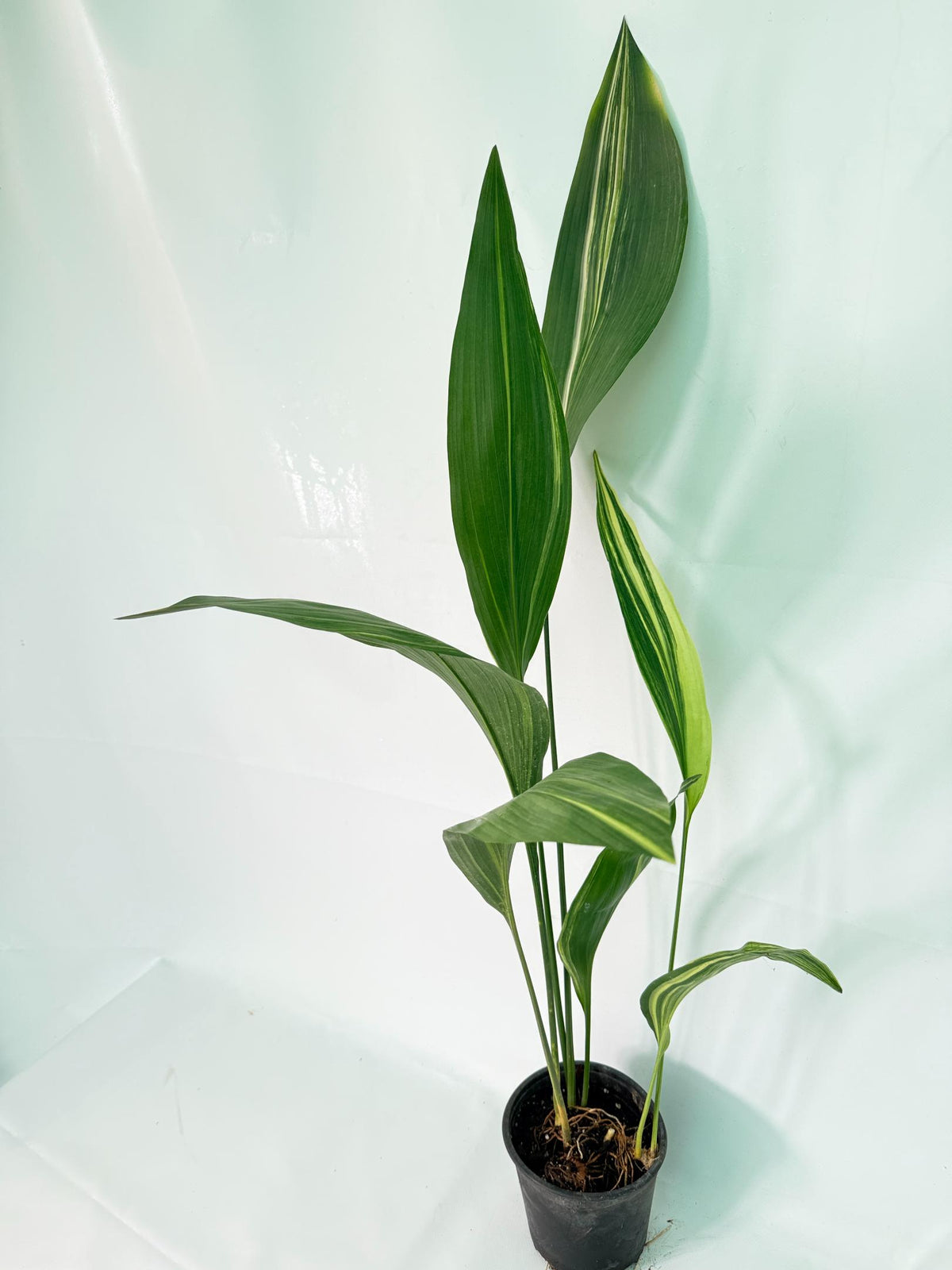 Aspidistra Elatior Variegata 05