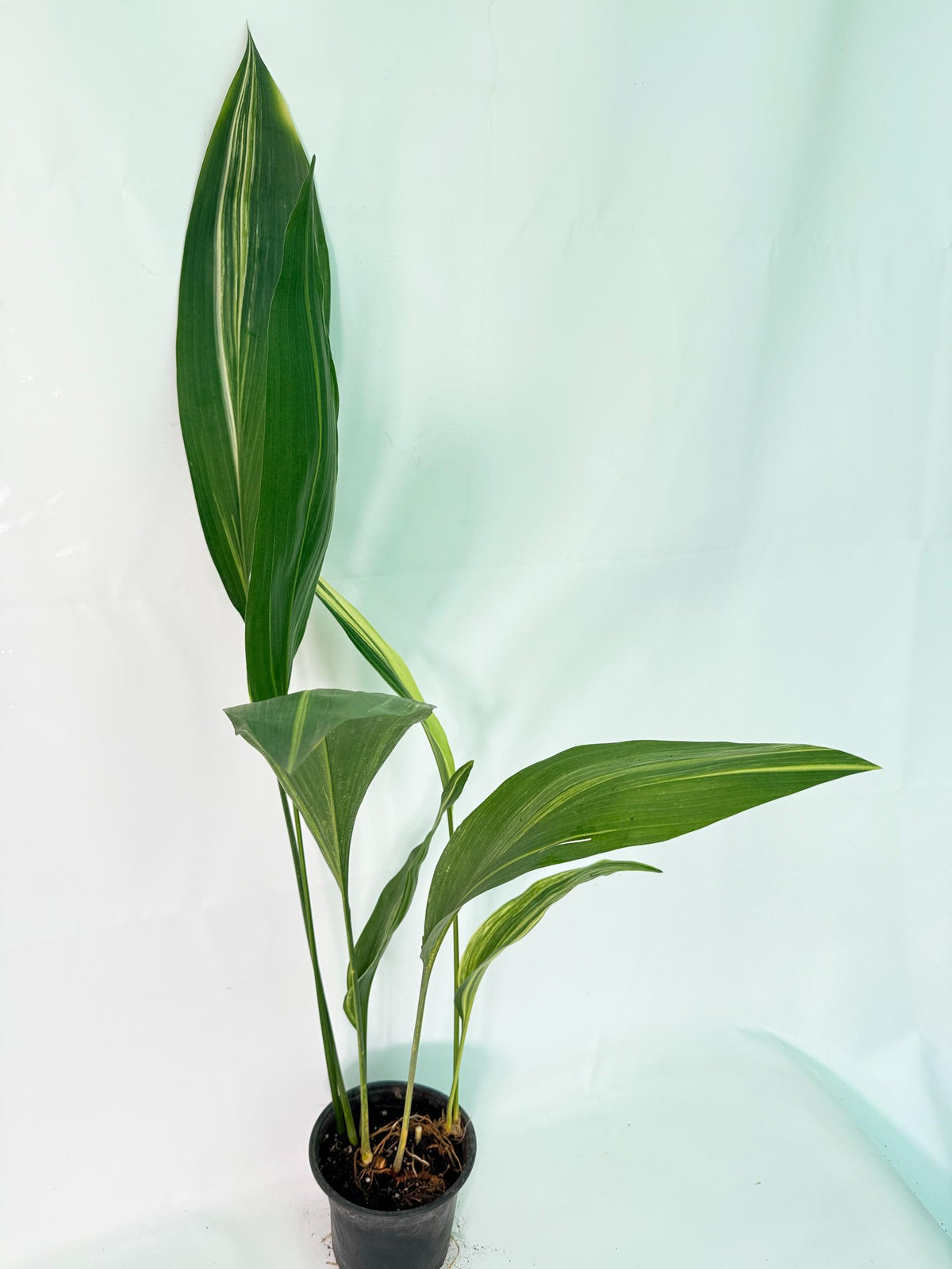 Aspidistra Elatior Variegata 02