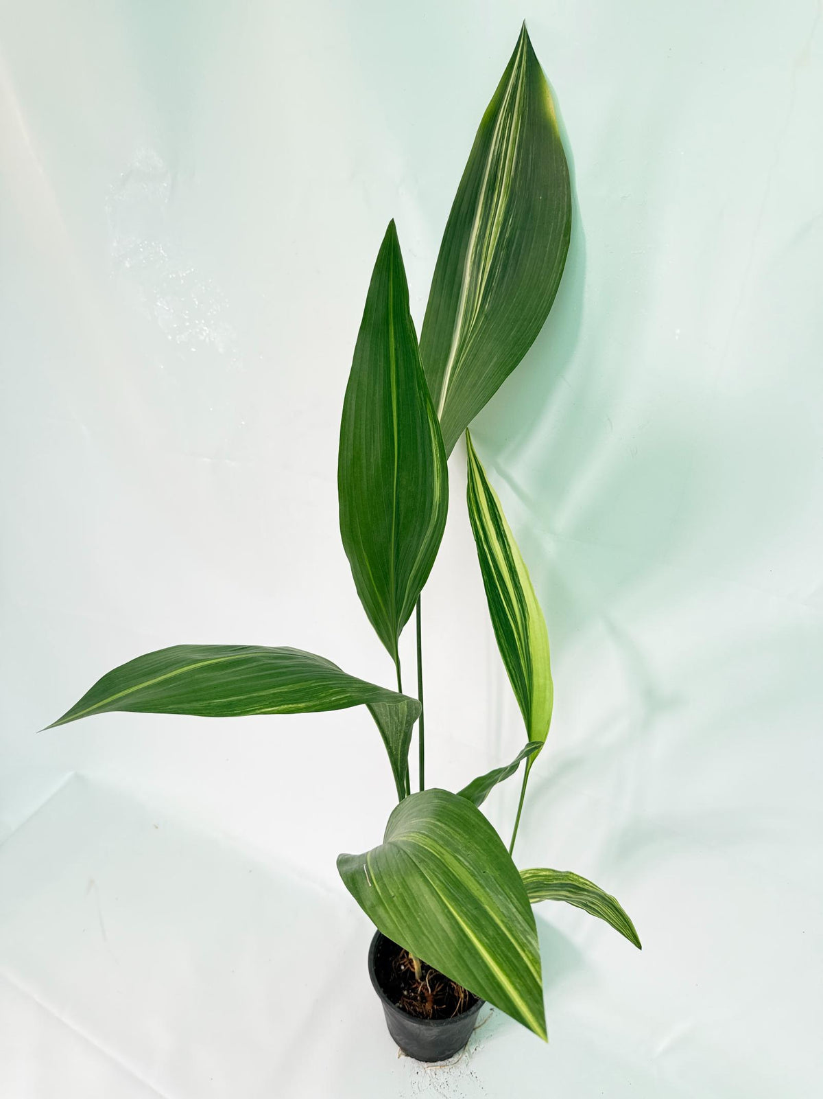 Aspidistra Elatior Variegata 01