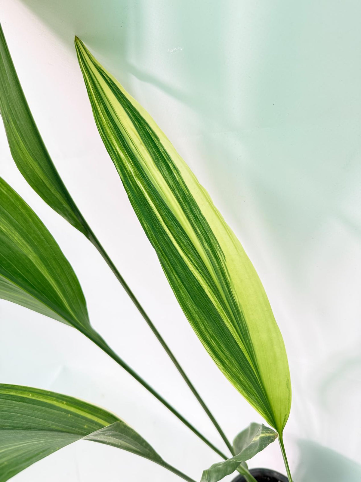 Aspidistra Elatior Variegata 03