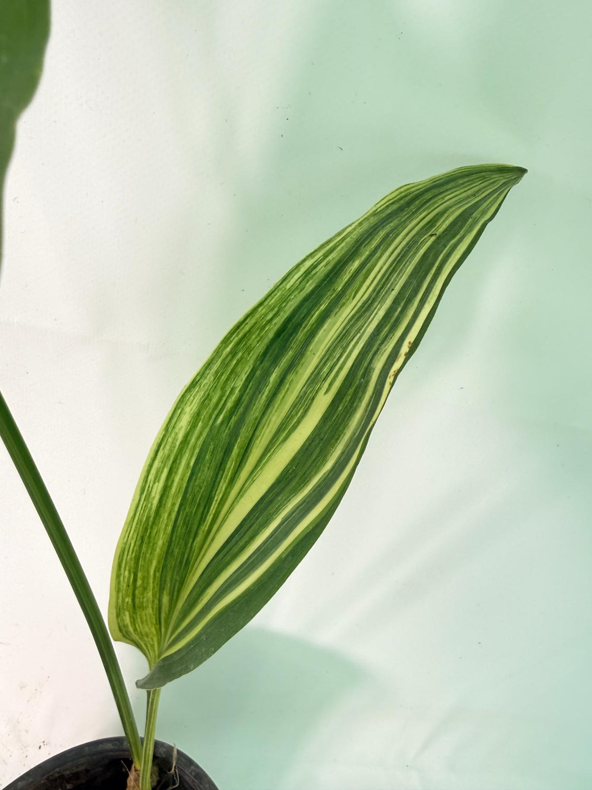 Aspidistra Elatior Variegata 06