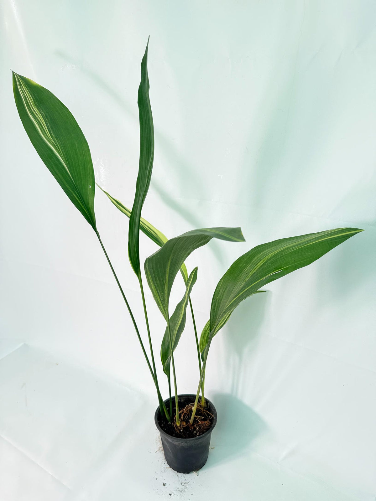 Aspidistra Elatior Variegata 07