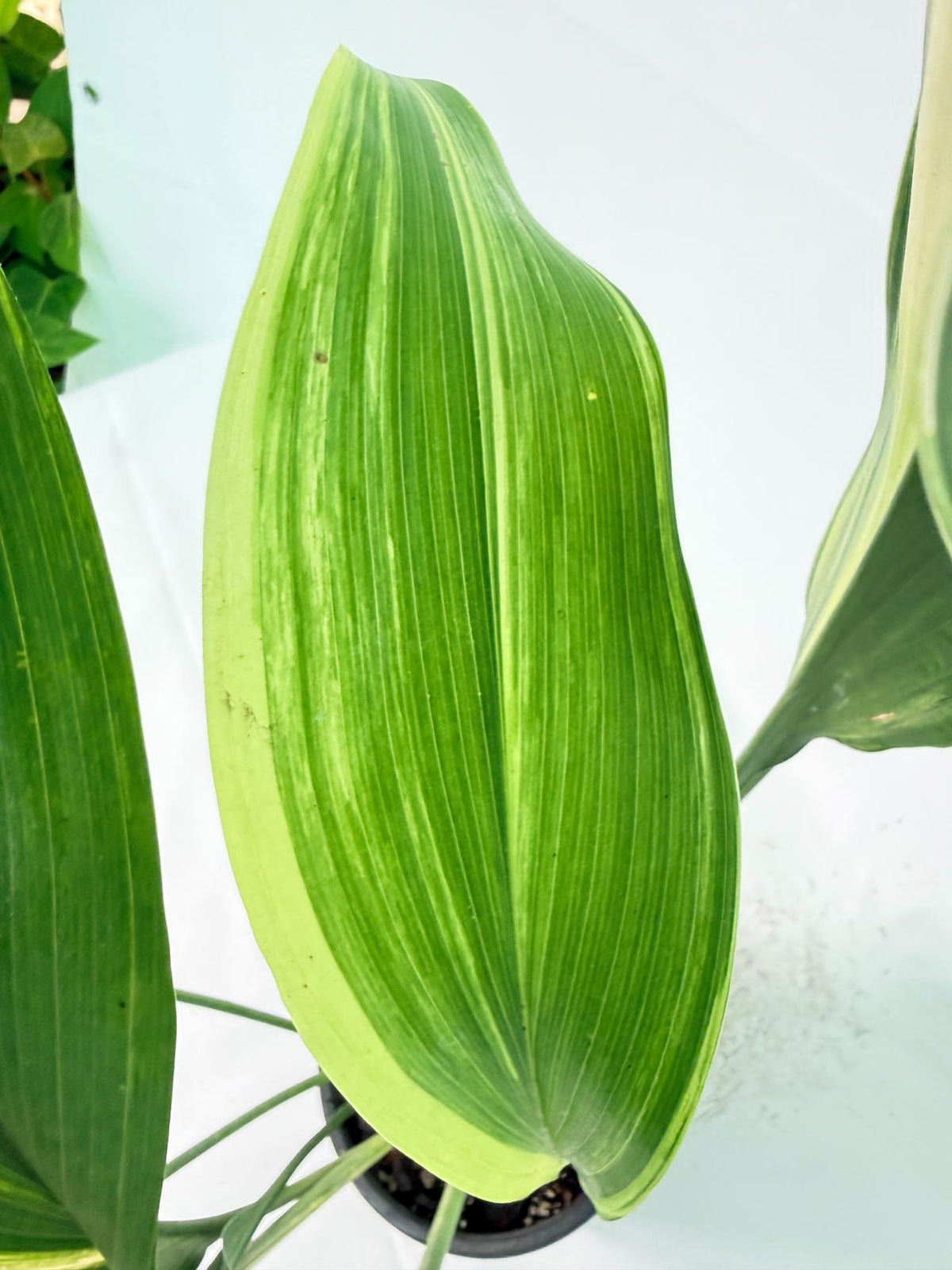 Aspidistra Elatior Variegata 07