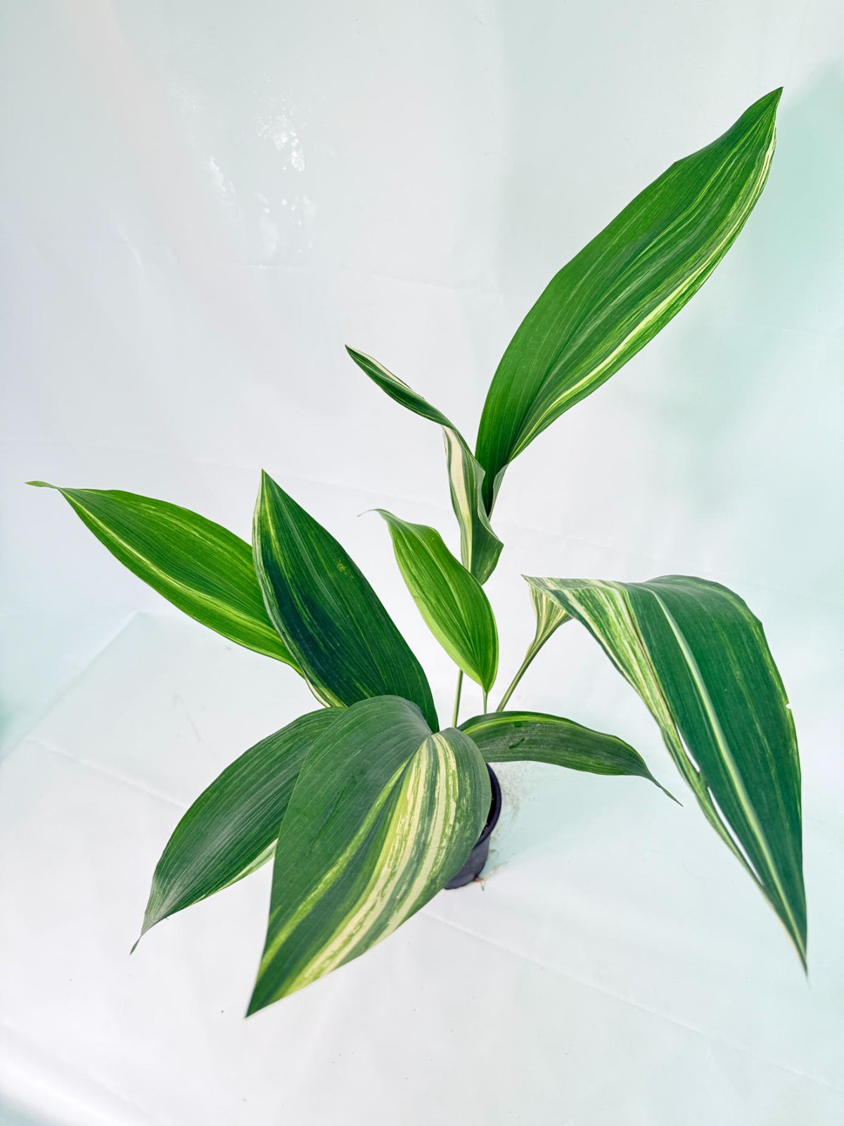 Aspidistra Elatior Variegata 01