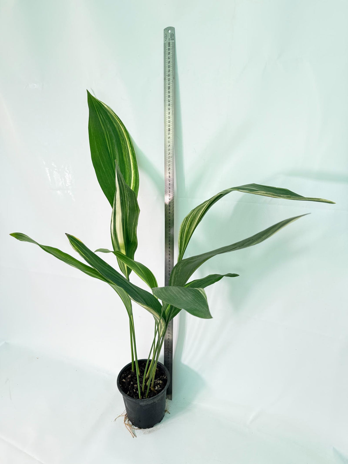 Aspidistra Elatior Variegata 09