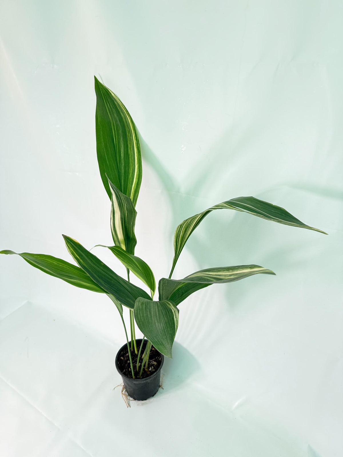 Aspidistra Elatior Variegata 02