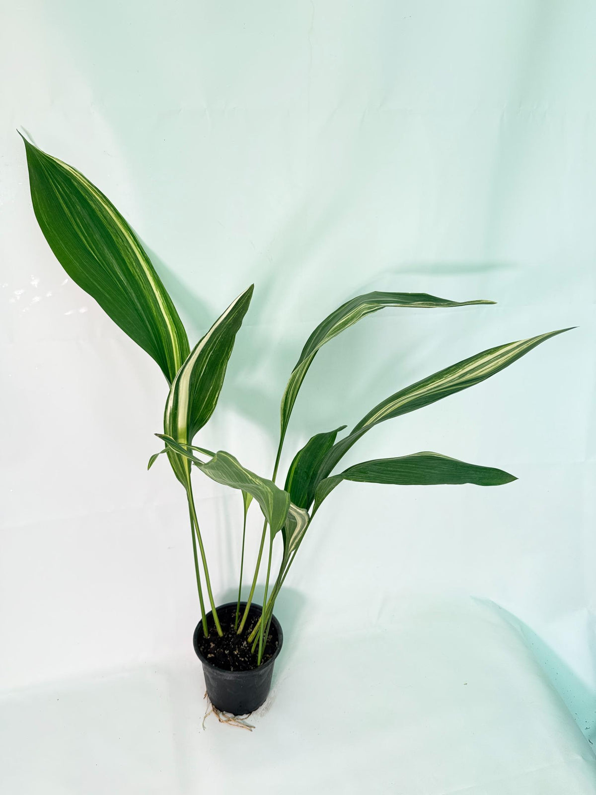 Aspidistra Elatior Variegata 03