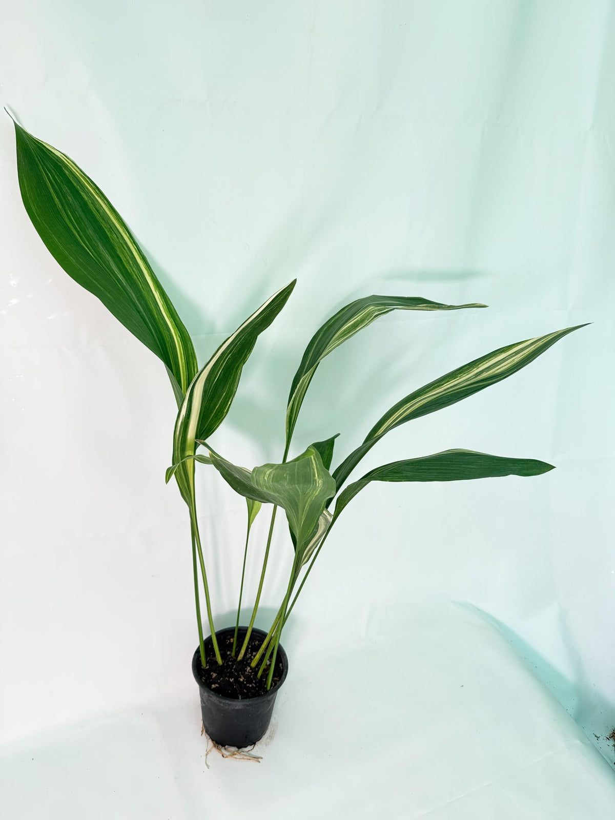 Aspidistra Elatior Variegata 04