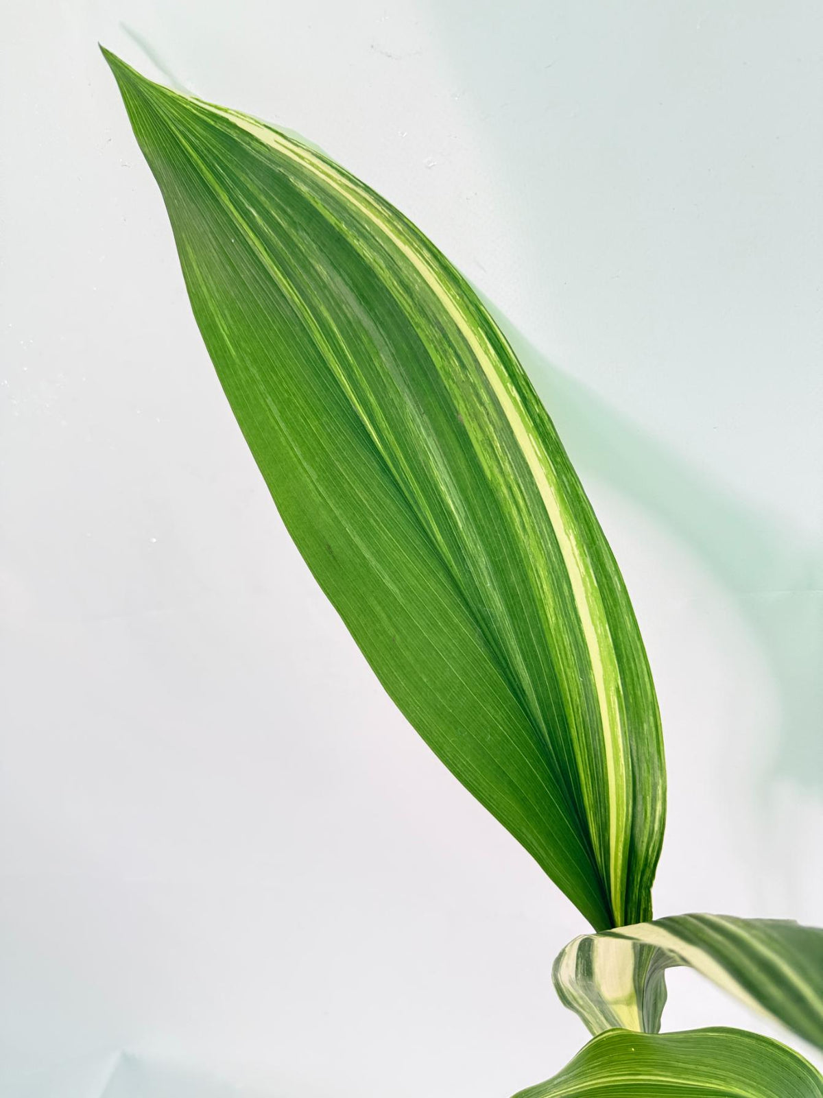 Aspidistra Elatior Variegata 05