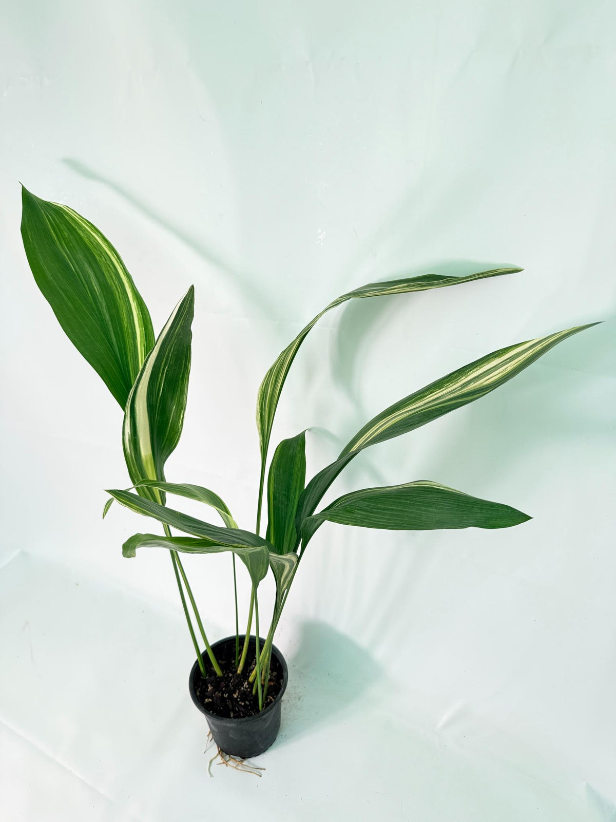 Aspidistra Elatior Variegata 06