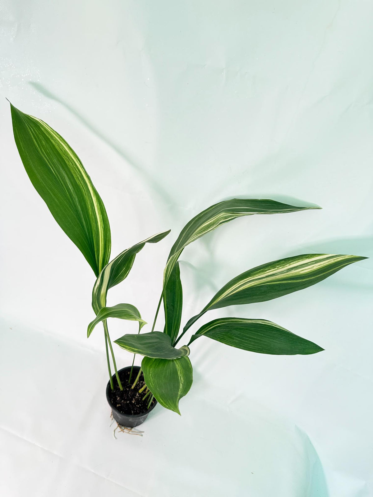 Aspidistra Elatior Variegata 08