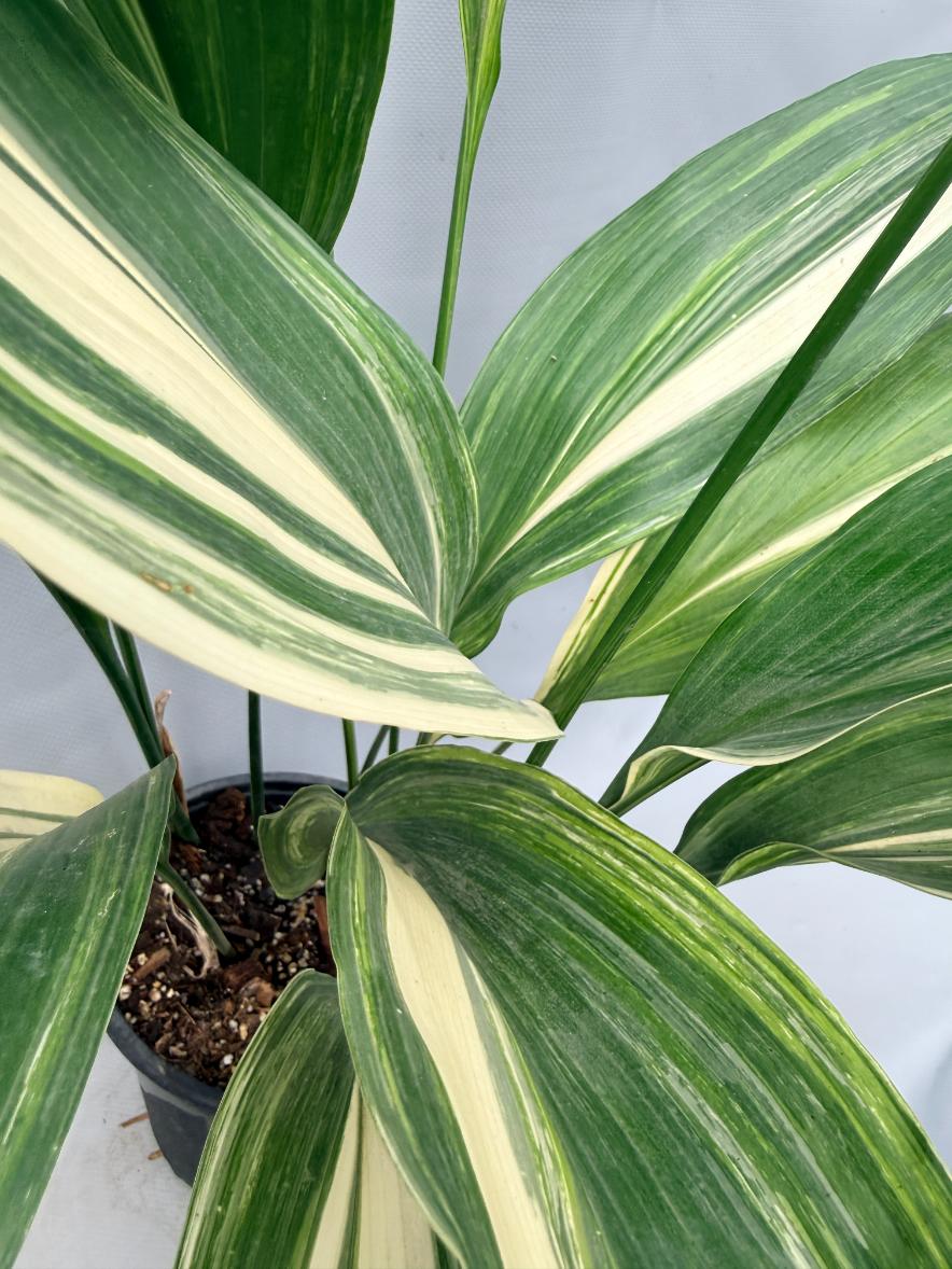 Aspidistra Elatior Variegata 04
