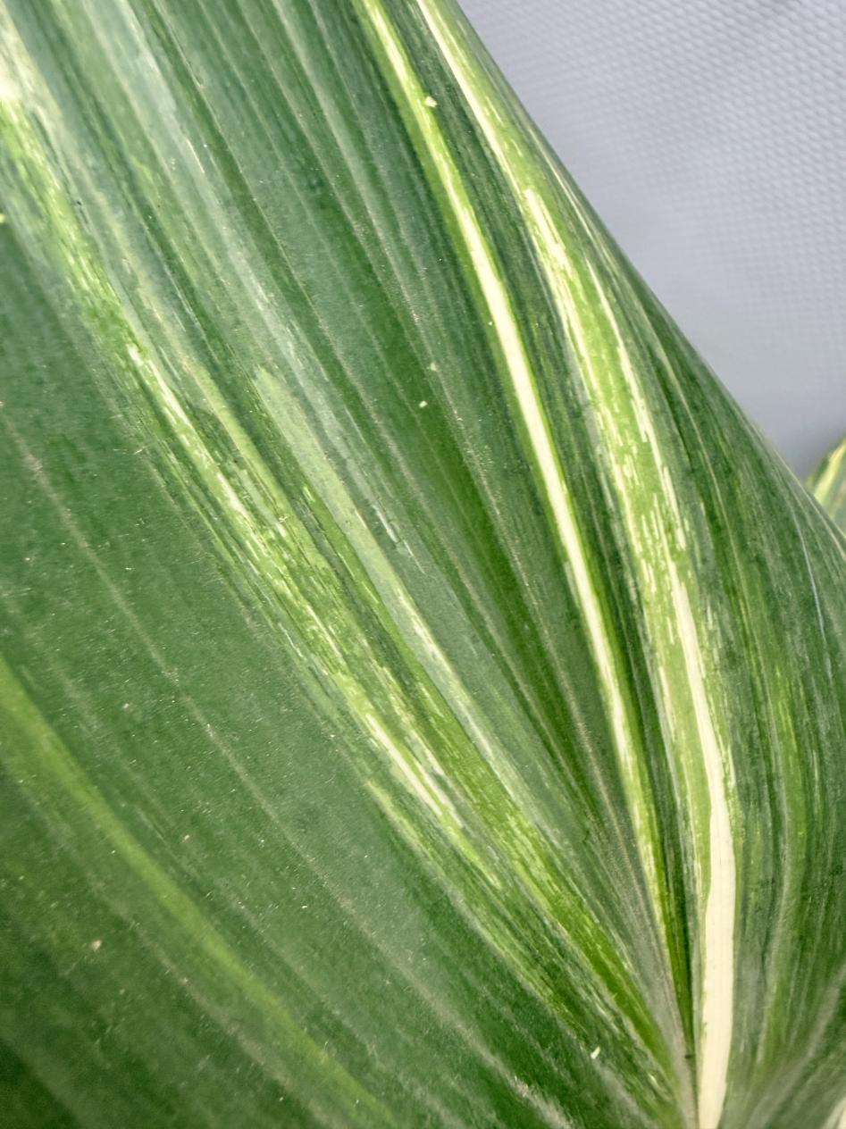 Aspidistra Elatior Variegata 06