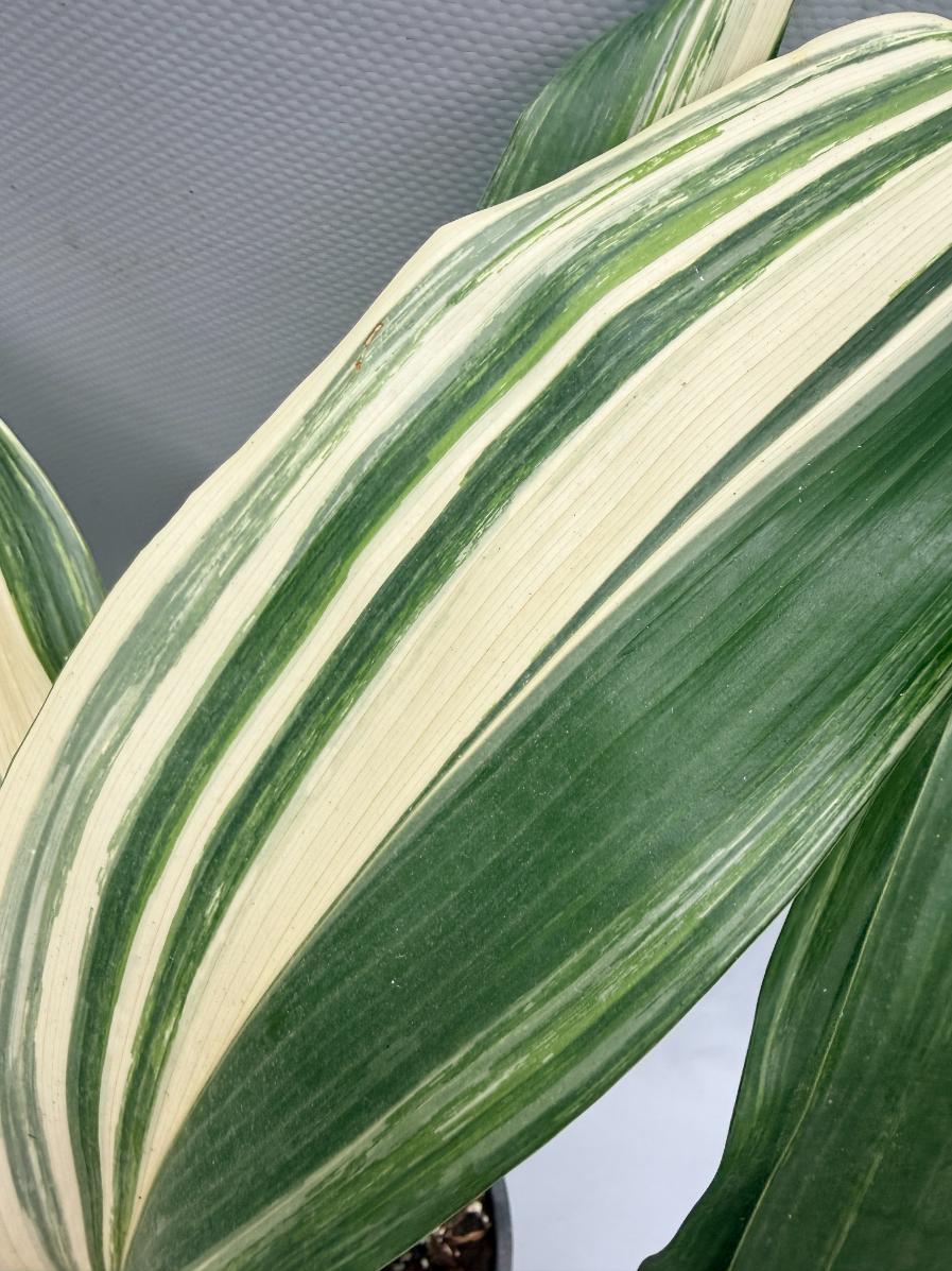 Aspidistra Elatior Variegata 07