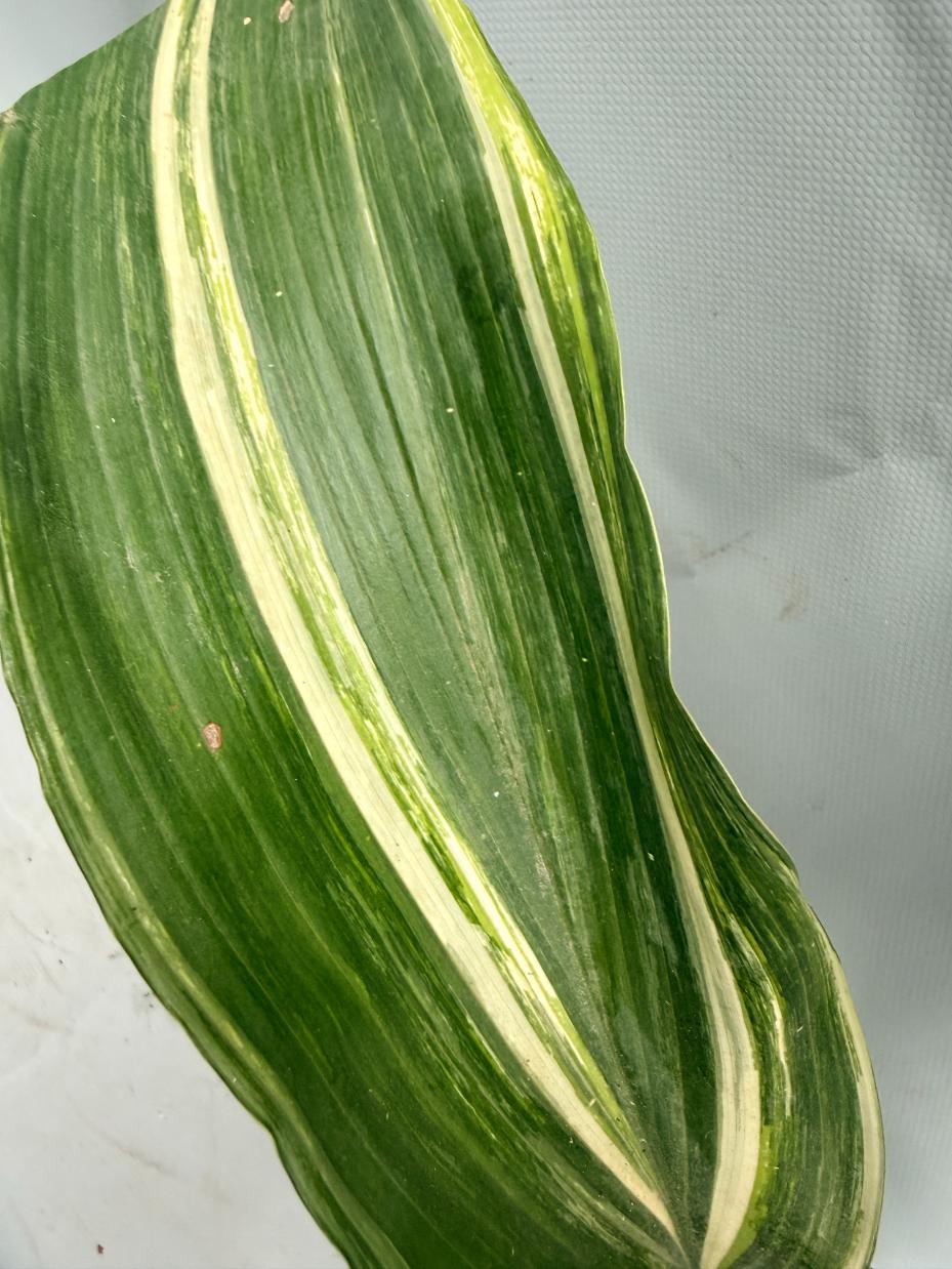 Aspidistra Elatior Variegata 08