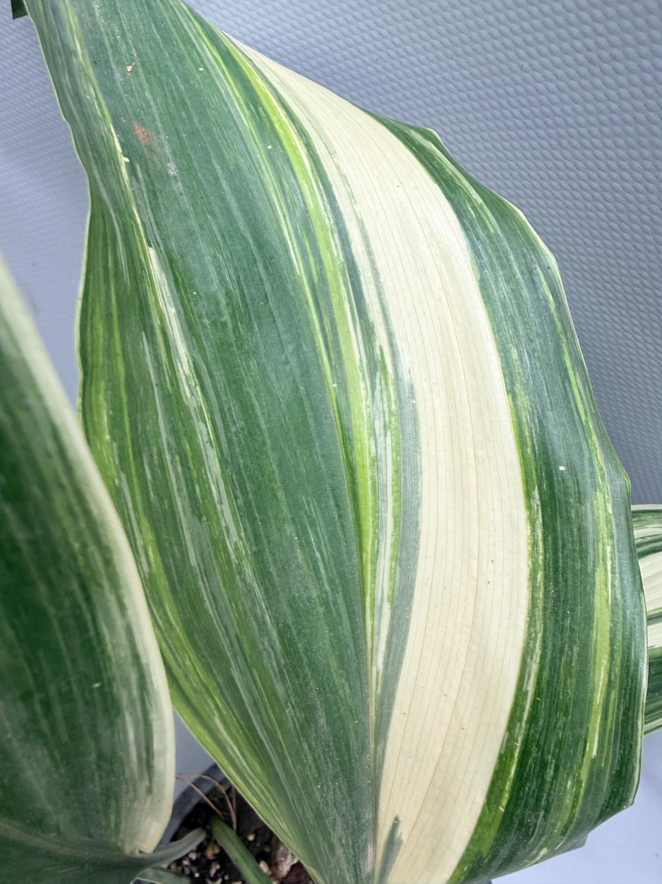 Aspidistra Elatior Variegata 09