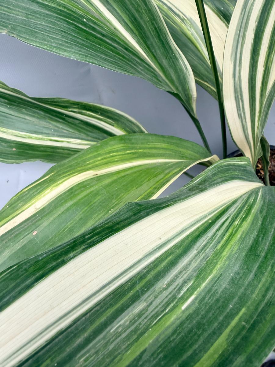Aspidistra Elatior Variegata 10
