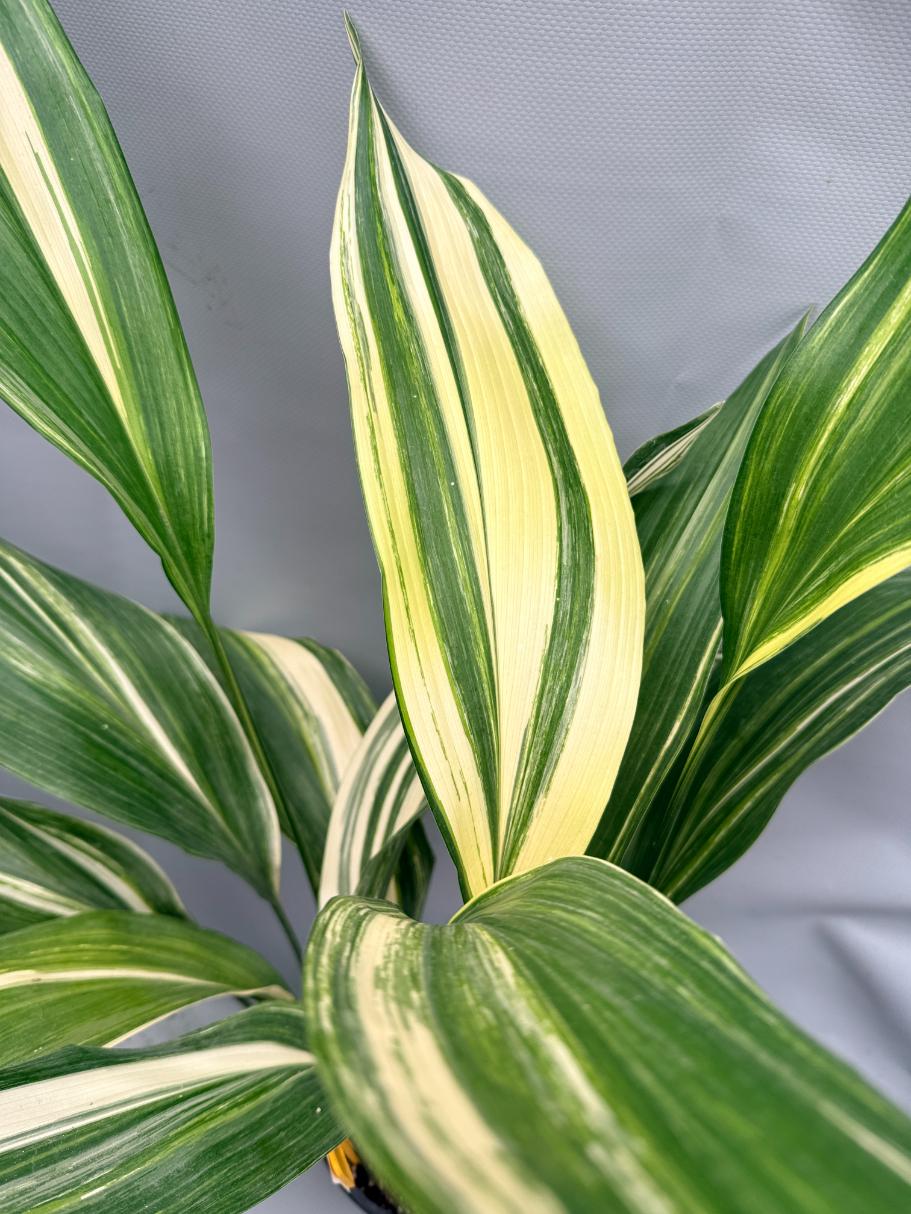 Aspidistra Elatior Variegata 11