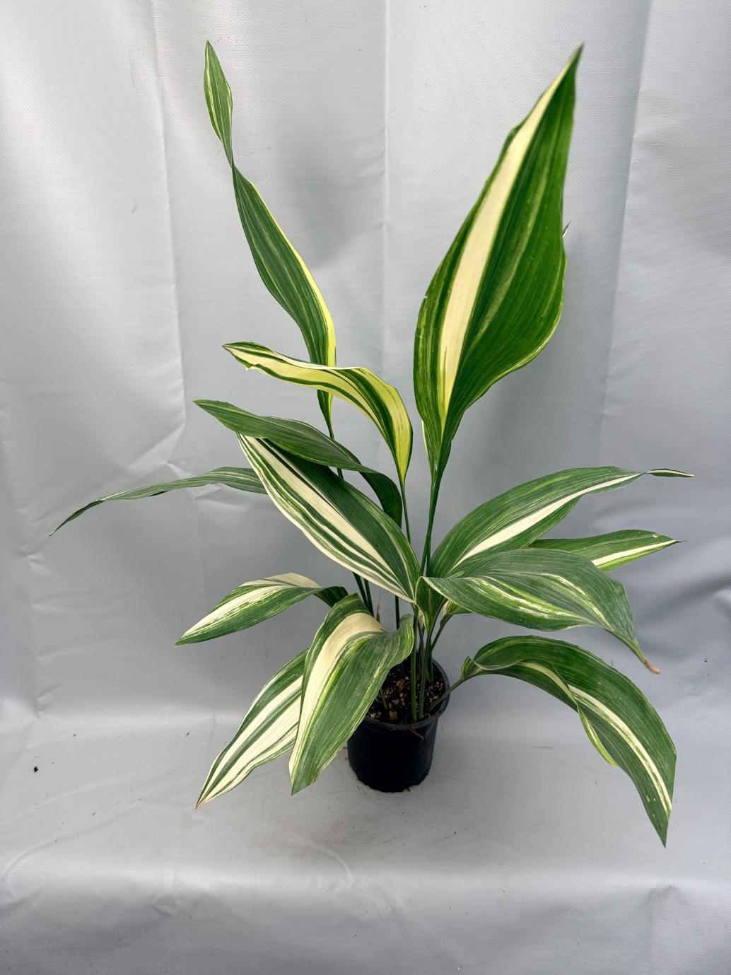 Aspidistra Elatior Variegata 01