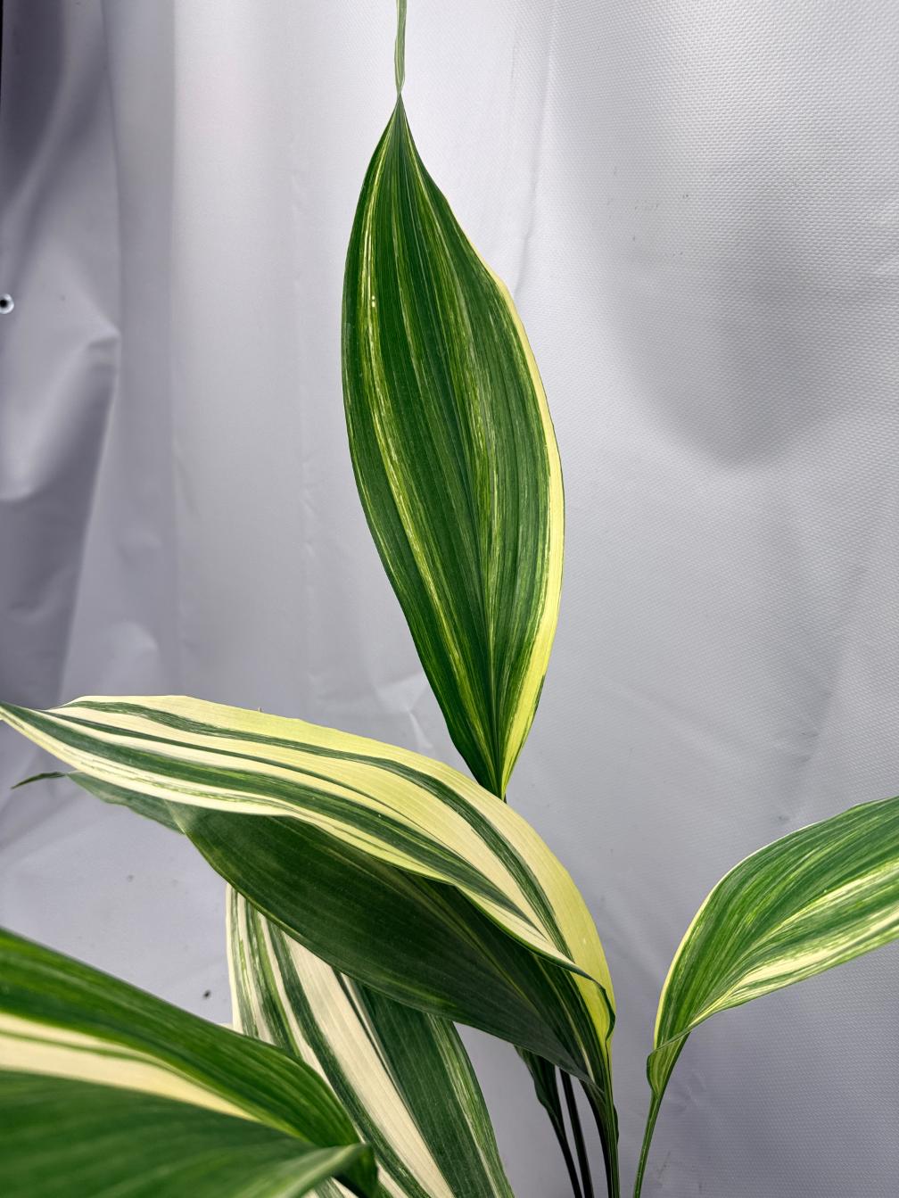Aspidistra Elatior Variegata 02