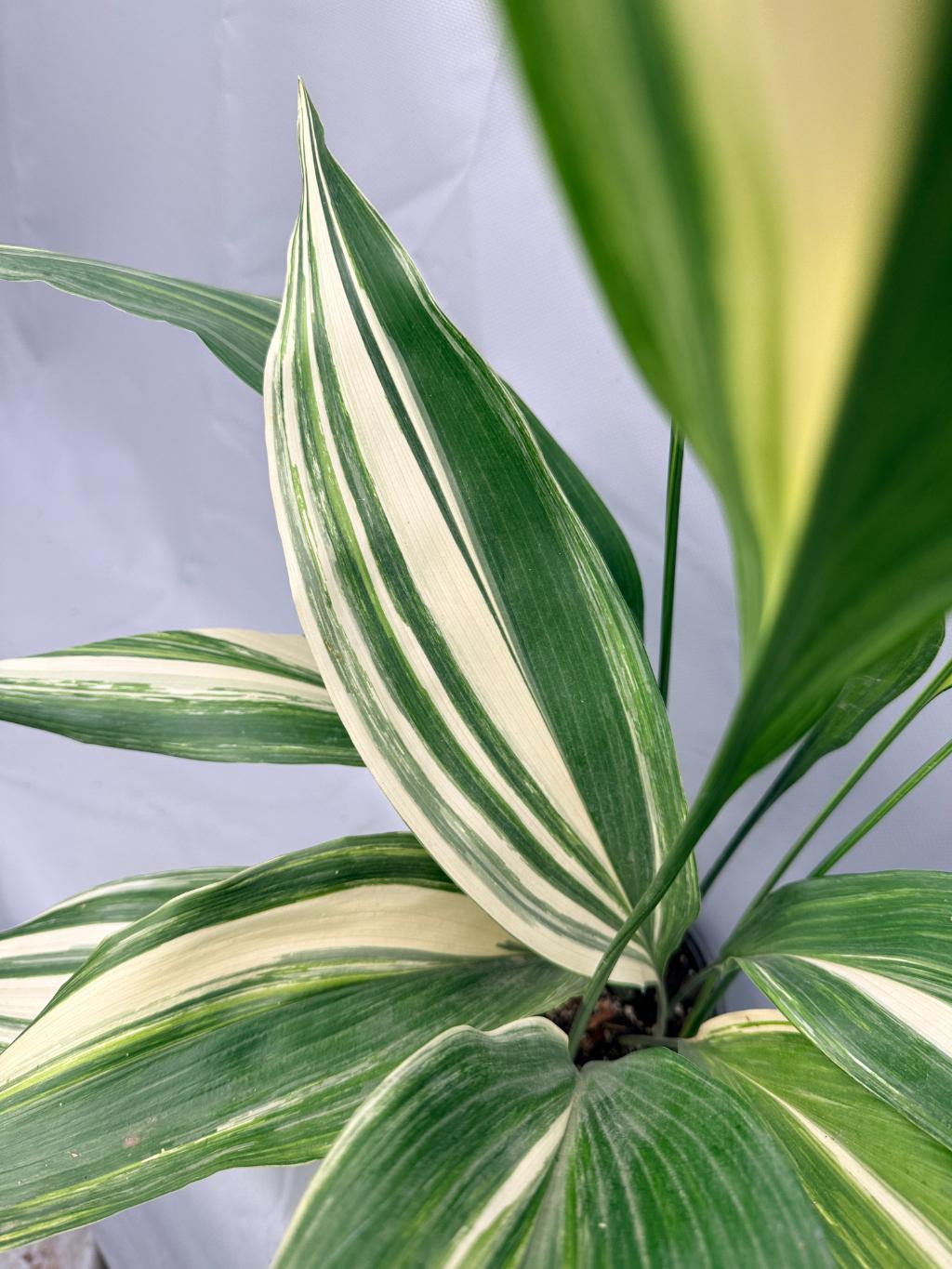 Aspidistra Elatior Variegata 03