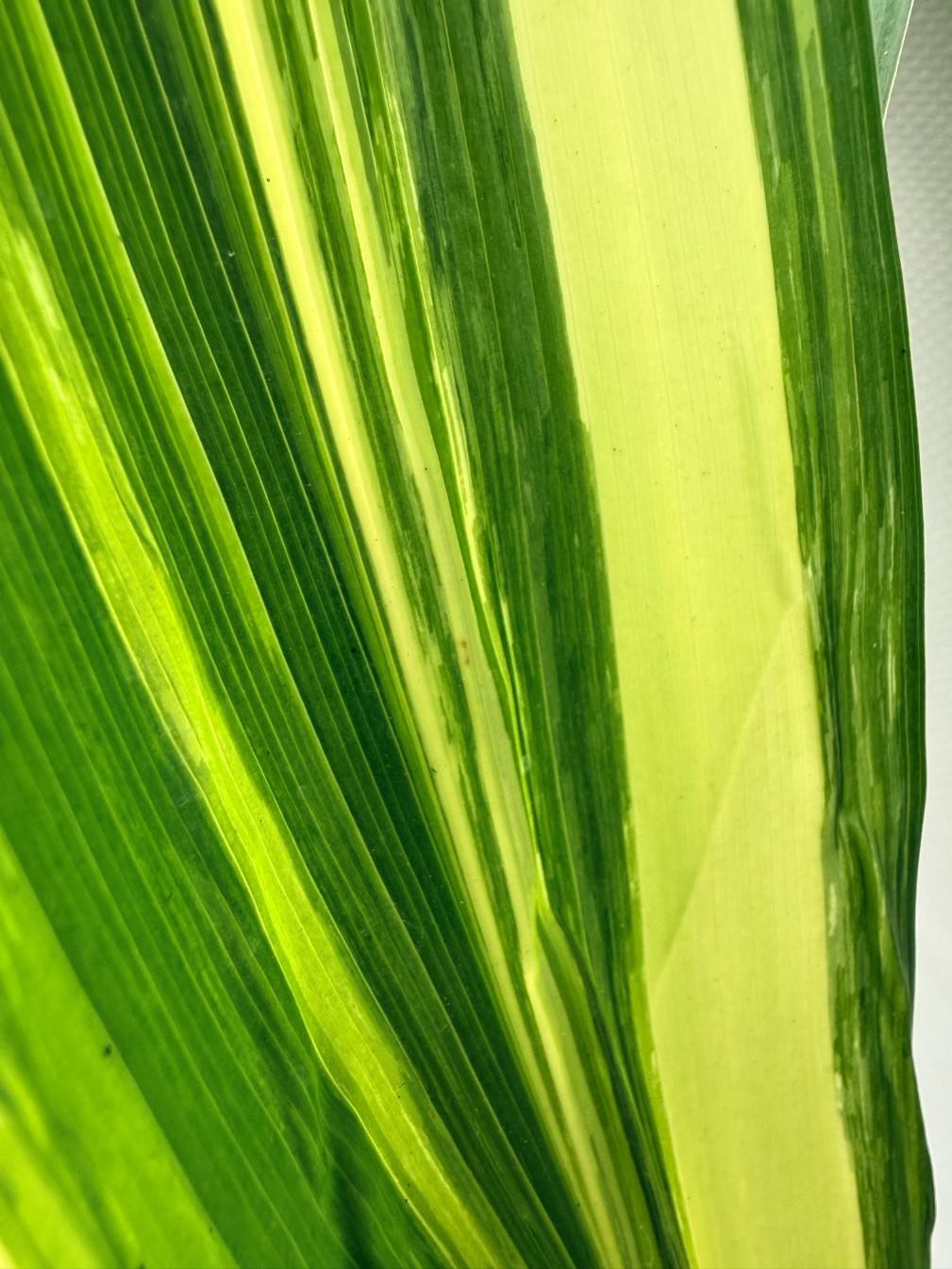 Aspidistra Elatior Variegata 08