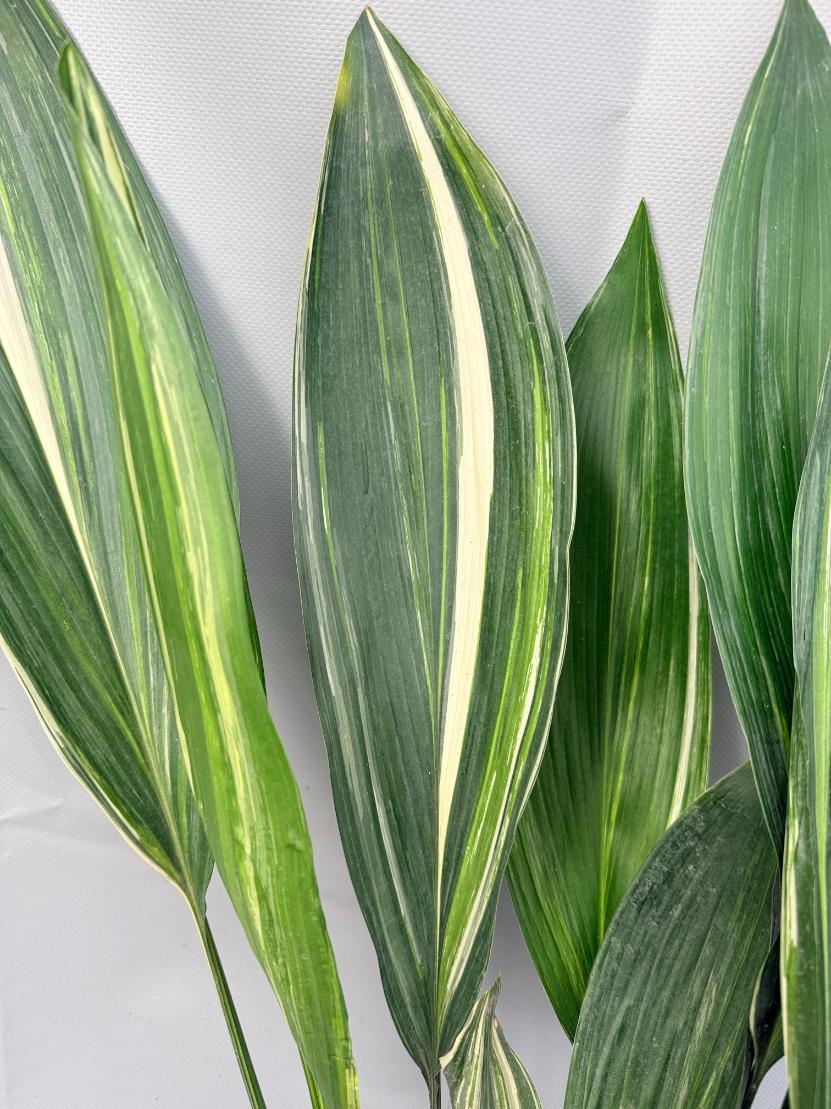 Aspidistra Elatior Variegata 09