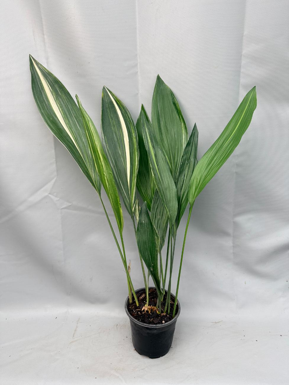 Aspidistra Elatior Variegata 01