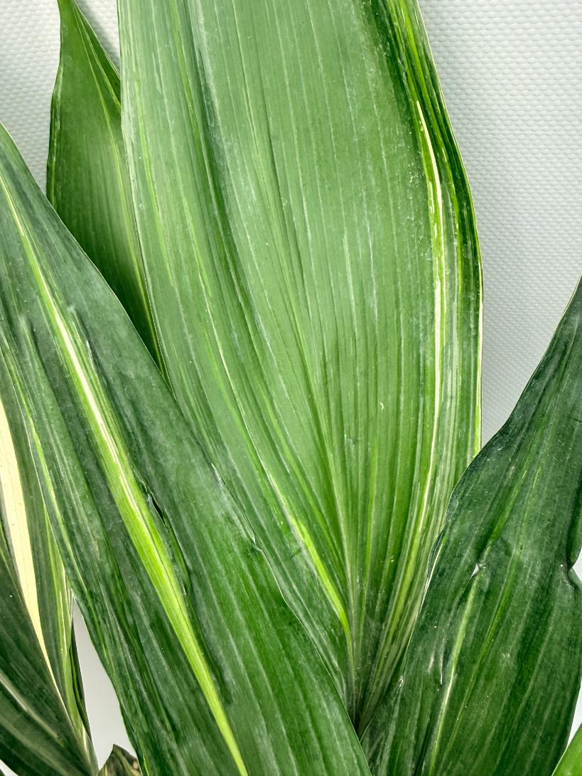 Aspidistra Elatior Variegata 02