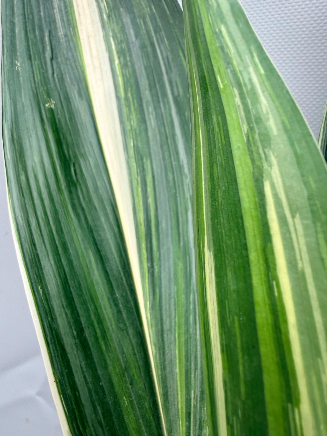Aspidistra Elatior Variegata 03