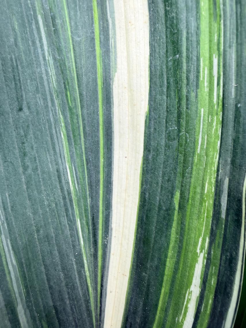Aspidistra Elatior Variegata 04