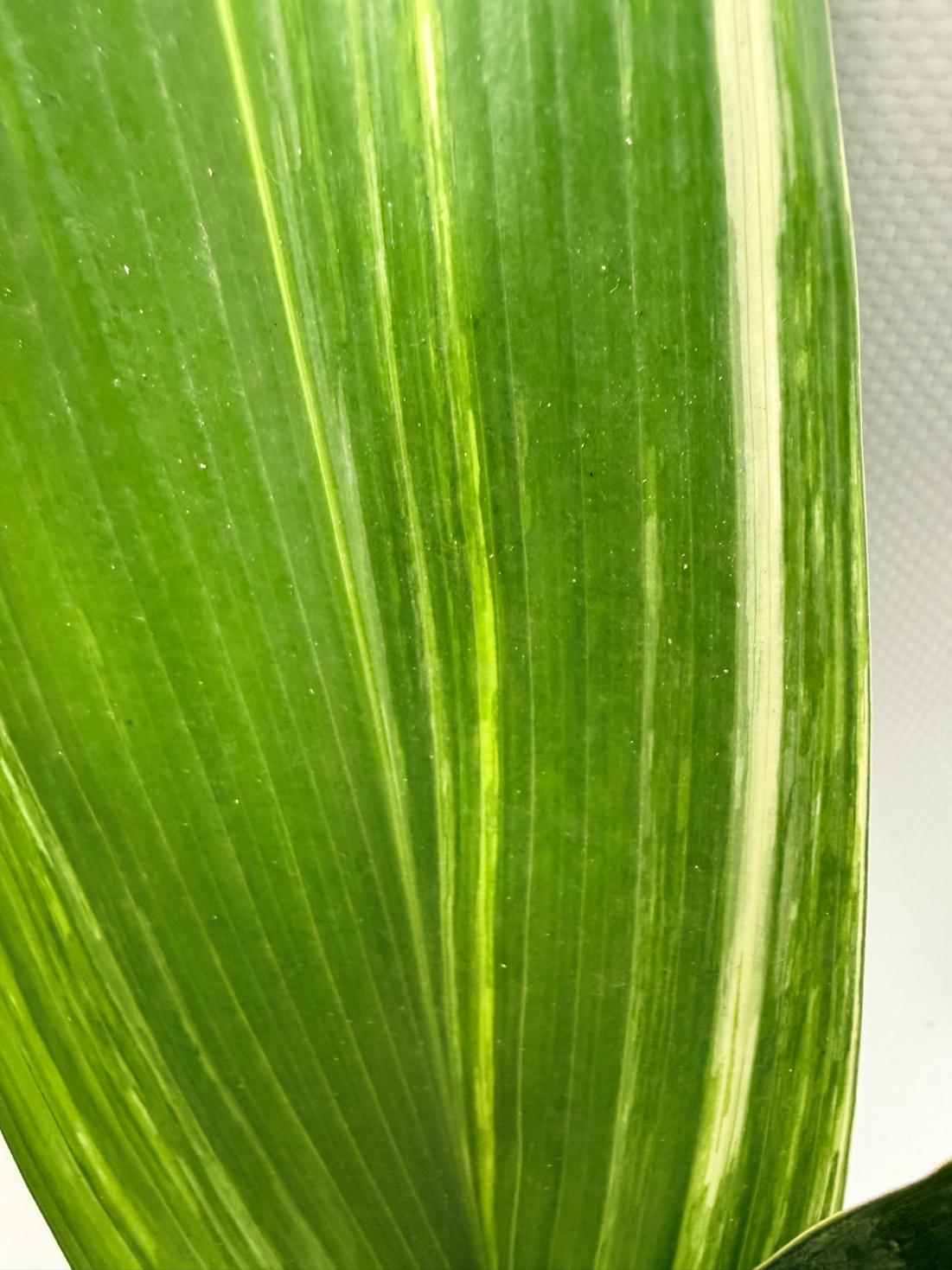 Aspidistra Elatior Variegata 5