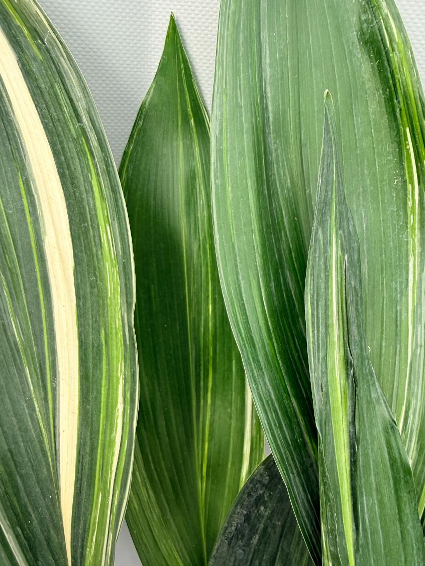 Aspidistra Elatior Variegata 06