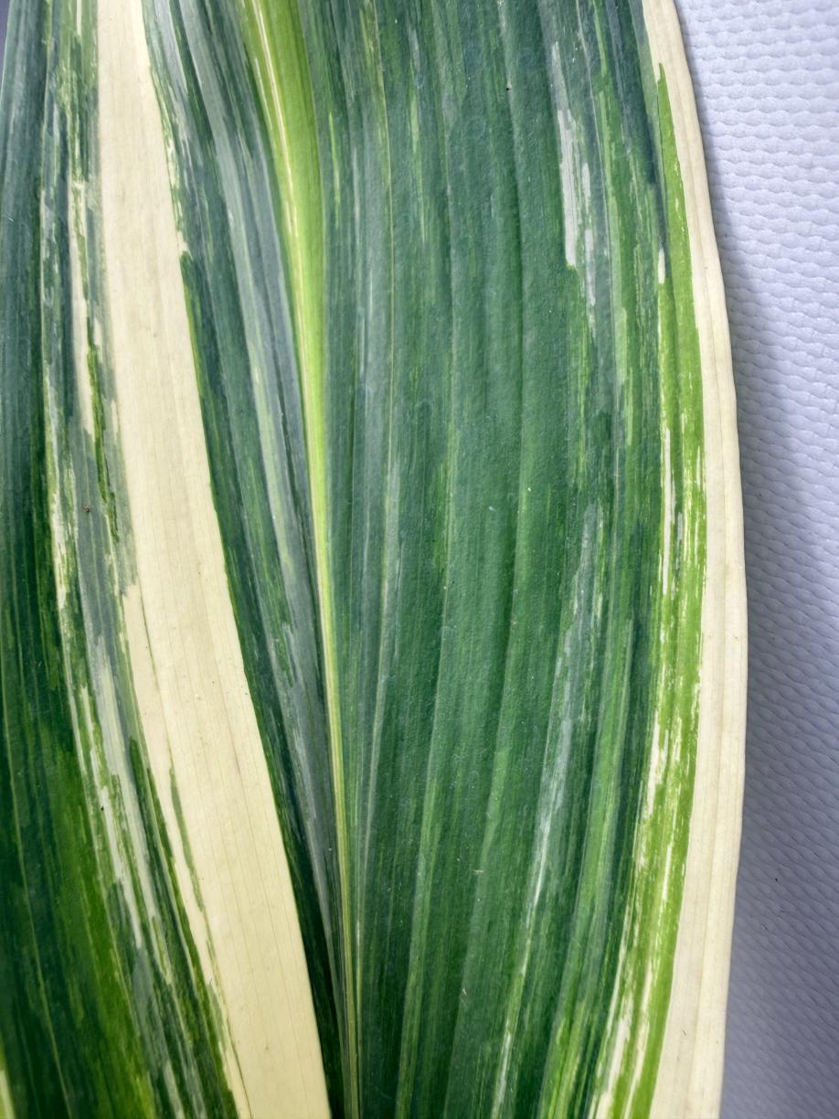 Aspidistra Elatior Variegata 06