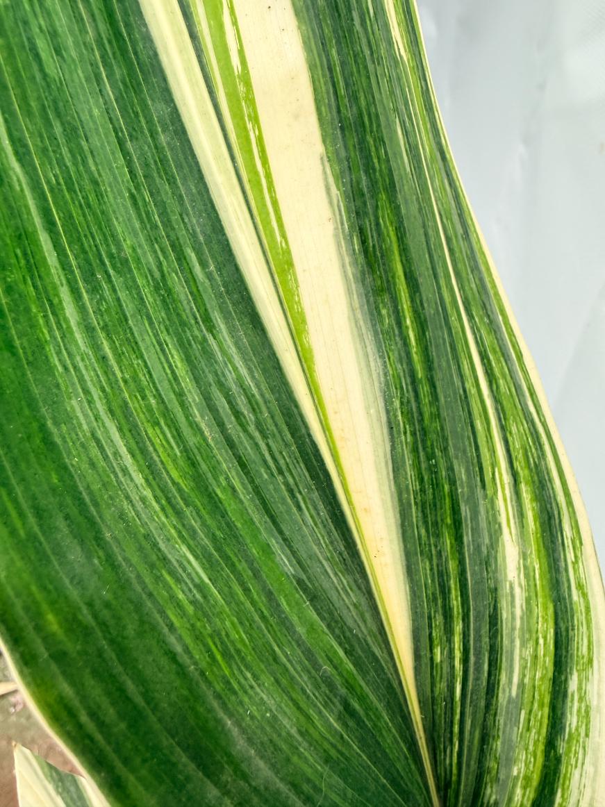 Aspidistra Elatior Variegata 07