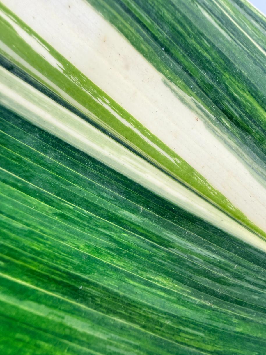 Aspidistra Elatior Variegata 08