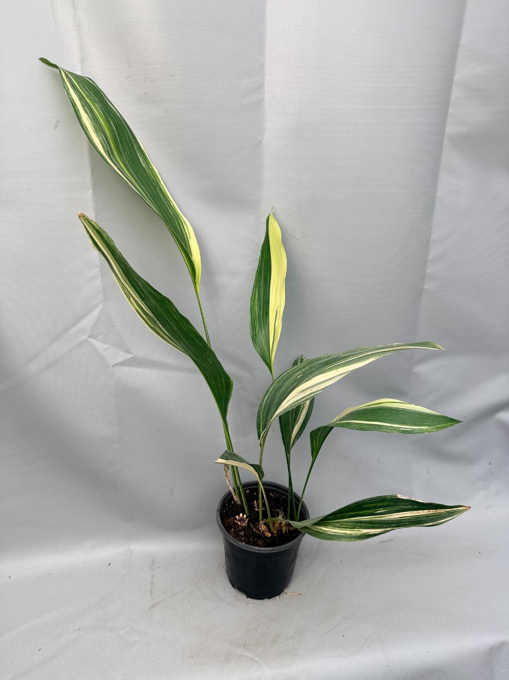 Aspidistra Elatior Variegata 01