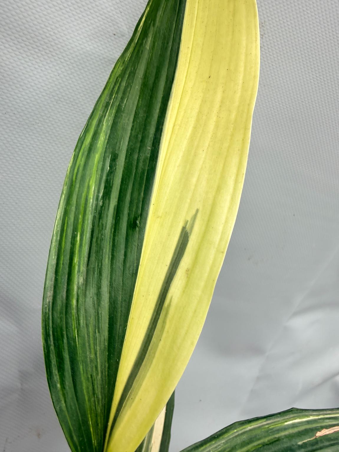 Aspidistra Elatior Variegata 02
