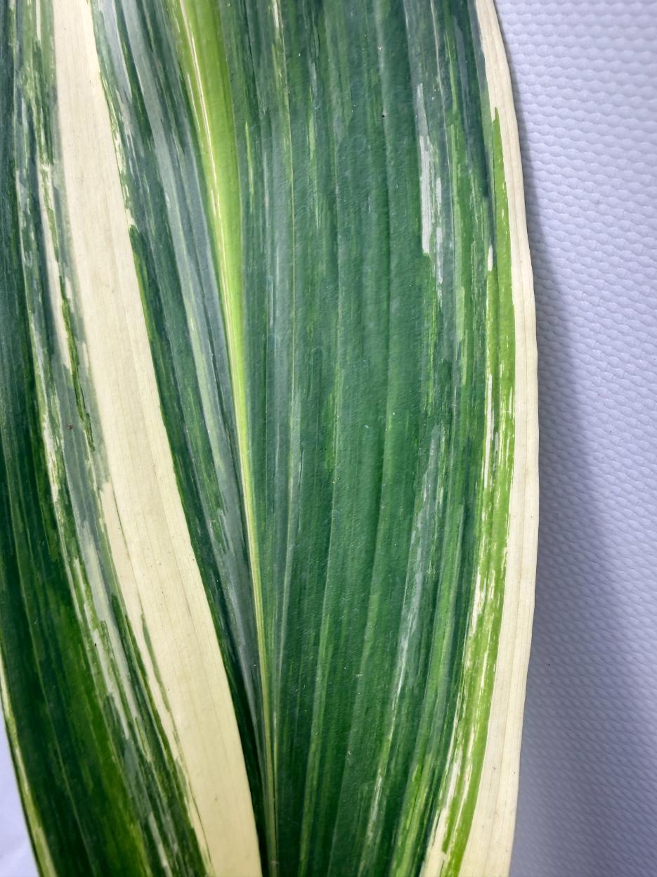 Aspidistra Elatior Variegata 03