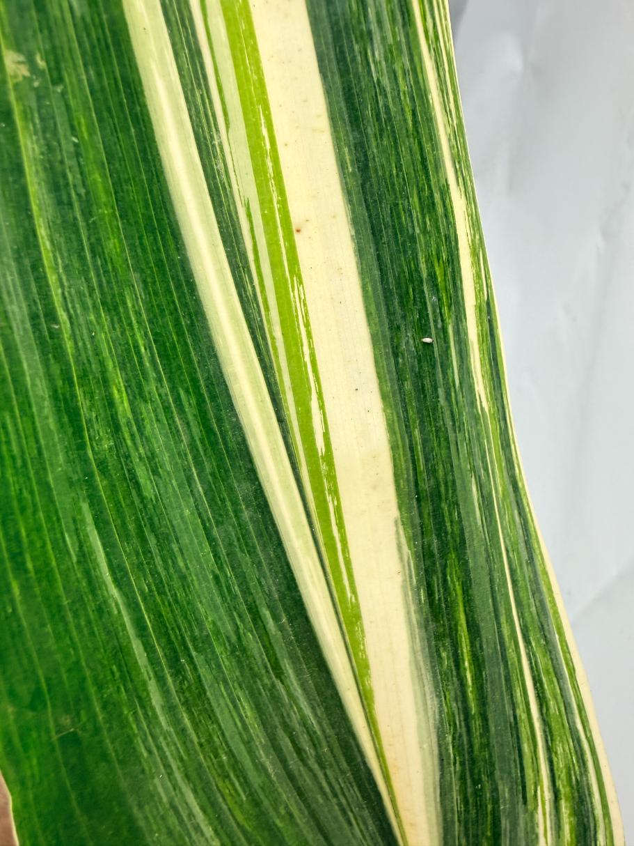 Aspidistra Elatior Variegata 04