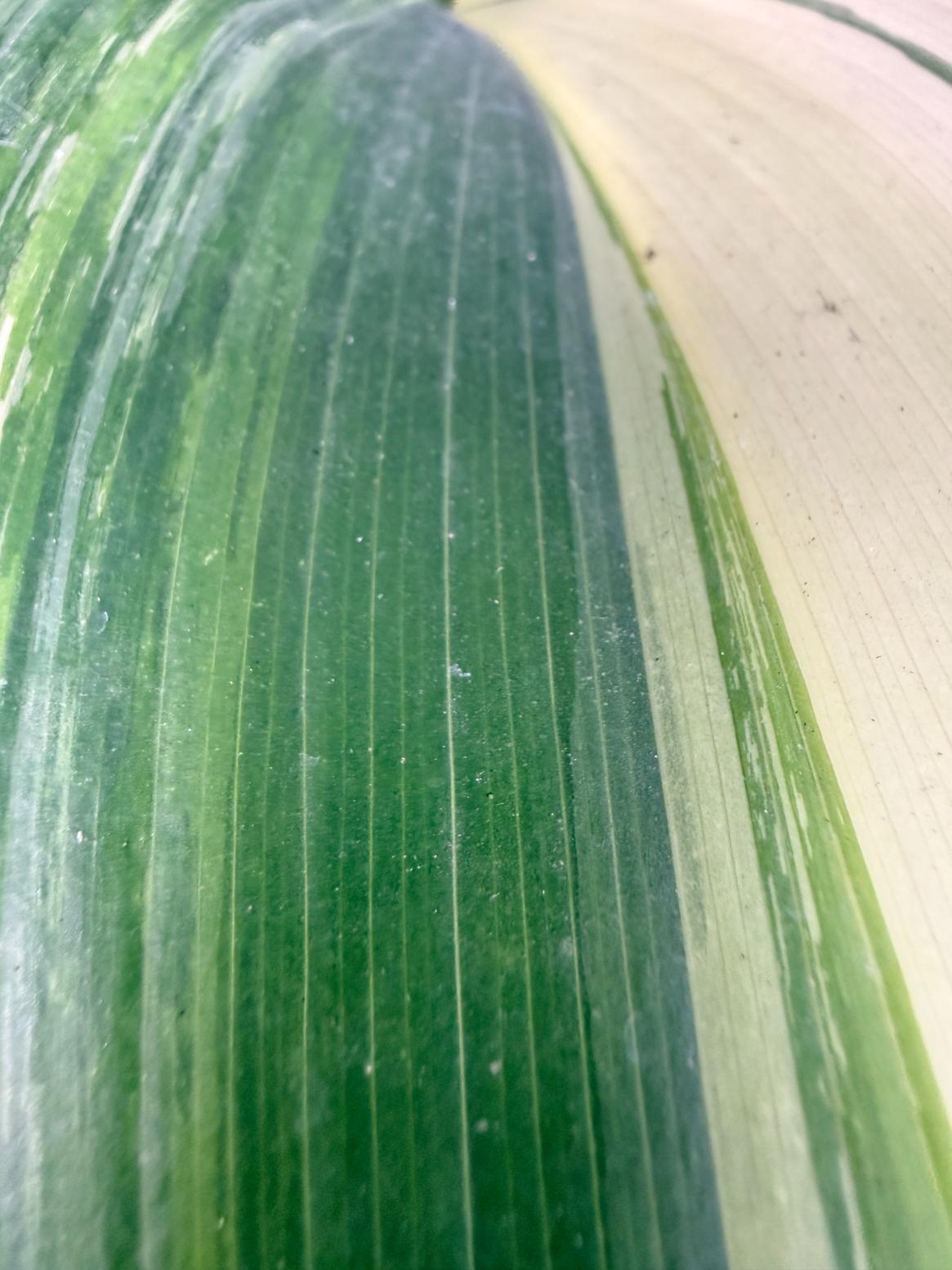 Aspidistra Elatior Variegata 05