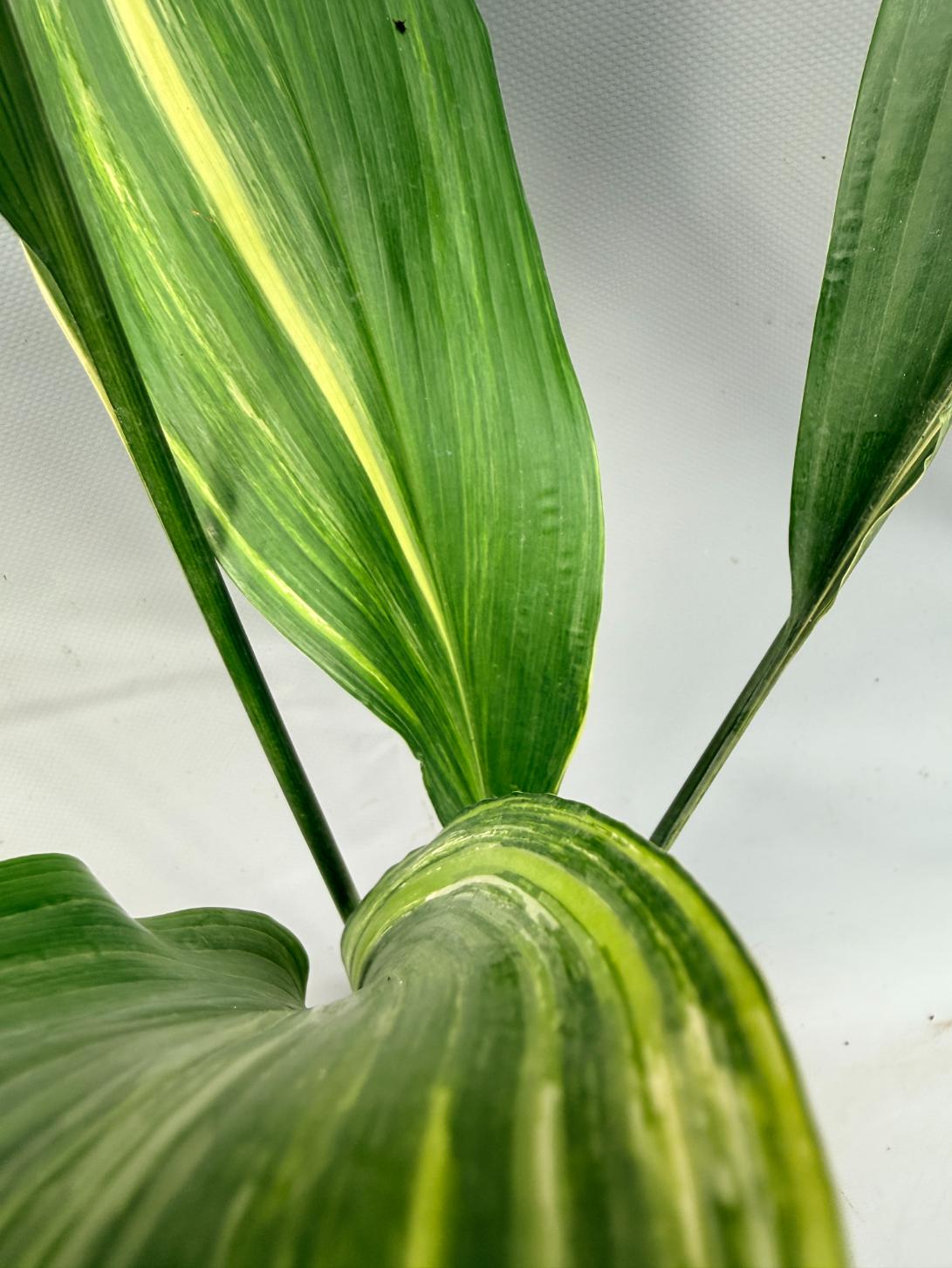 Aspidistra Elatior Variegata 06