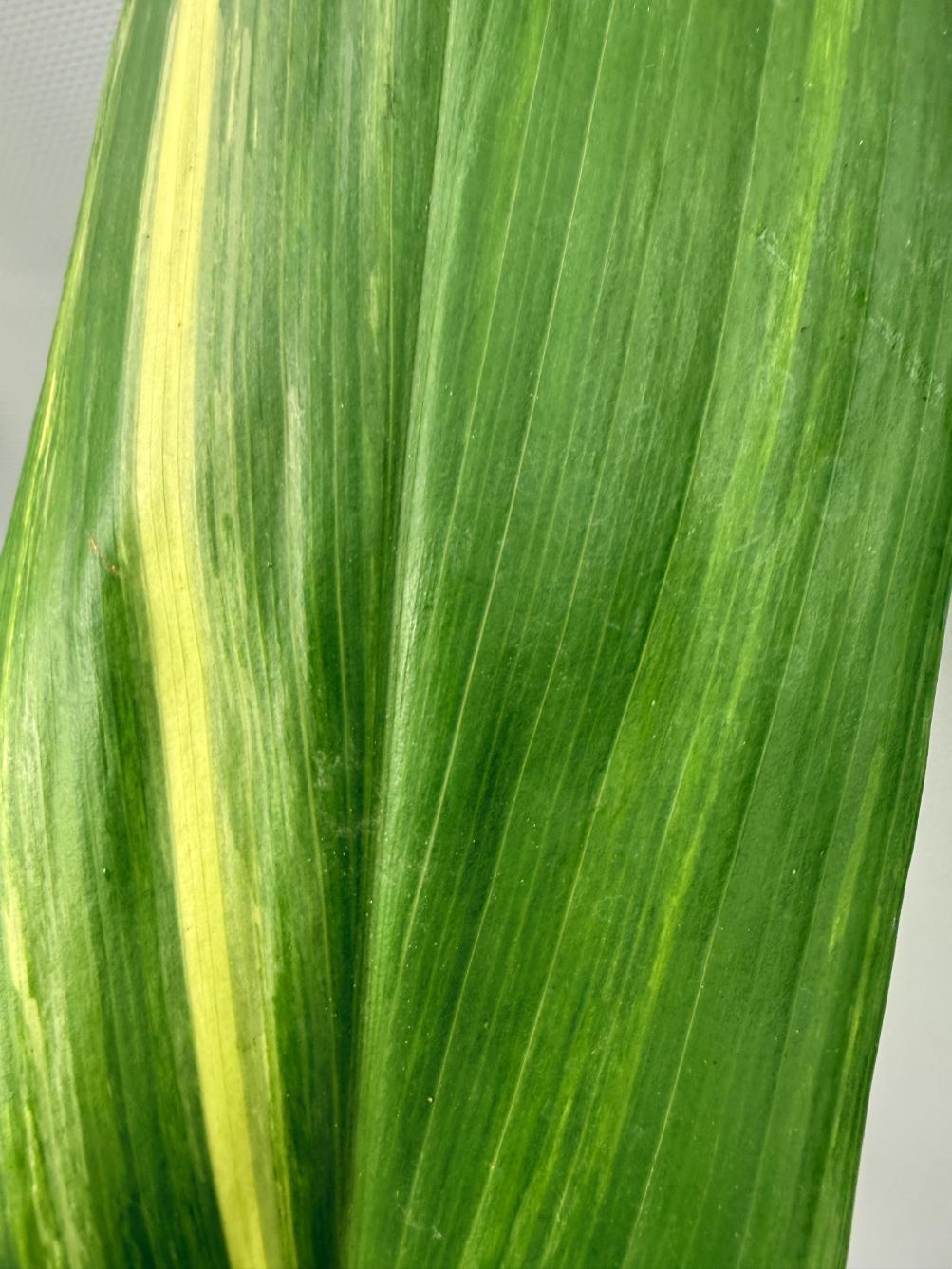 Aspidistra Elatior Variegata 07